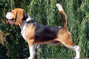 Litter "O" born 29.08.2012